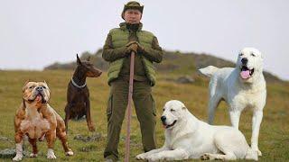 Какие собаки охраняют Путина дворец и его семью.