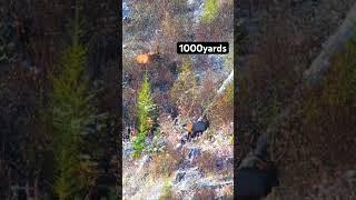 1000yards on a 6x6 Elk #elkhunting