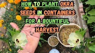 How to Plant Okra Seeds in Containers for a Bountiful Harvest  #okra #containergardening #gardening