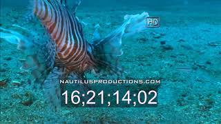 Lionfish Hunting & Stalking Prey - Nautilus Productions
