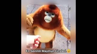 en sevimli maymun cinsleri