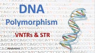 DNA Polymorphism  VNTR  STR