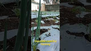 Farming in The Garden #shortvideo #shorts