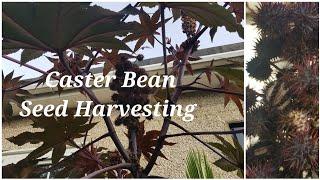 Caster Bean Plant Seeds Harvesting  Ricinus Plant Seed Collection