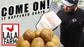 WE NEED TO FIX THIS NEXT YEAR • Spring 2022 Potato Harvest