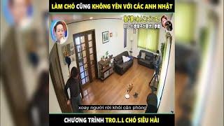 Troll cho ở Việt Nam thì nguy hiểm còn troll chó ở Nhật thì siêu hài  LT Review