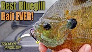 Best BIG Bluegill Bait Ever - How To - Todays Angler