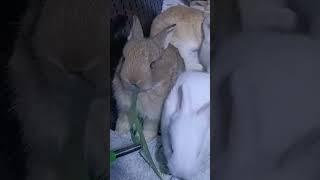 First taste of green #cute_bunnies #rabbit_raising #happybunny #shorts