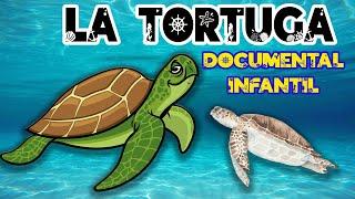 LA TORTUGA MARINA    Videos educativos para niños  Animales marinos  Documentales para niños