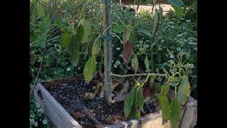 3 Things I Would Have Done Differently Growing Avocado Trees in Containers.