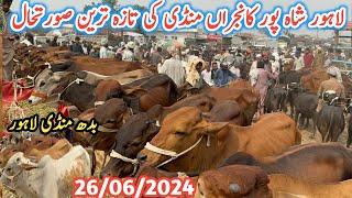 Lahore Shahpur Kanjra Mandi  Fresh Update Lahore Cattle Market  Lahore Cow Mandi