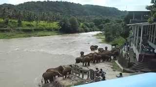 Pinnawala elephant orphanageSrilanka-HD