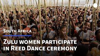 South Africas Zulus fete young womens purity at Reed Dance ceremony  AFP