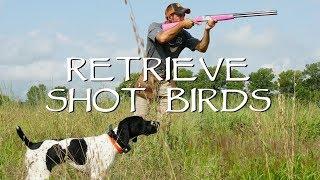 Retrieving Shot Birds - Upland Bird Dog Training