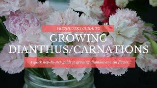 CARNATION  SWEET WILLIAM DIANTHUS GROWING TIPS - How to Grow Carnations and Sweet William Dianthus