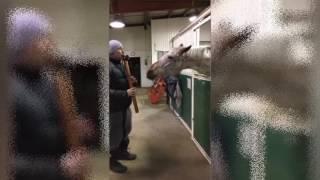 Horse Dances to Flute Remix VDJ MikeyMike