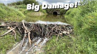 Beaver Dam Removal Next To The Road DAMAGE appeared