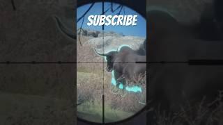 HUGE Guaranteed Diamond Wild Yak On Sundarpatan  TheHunter Call Of The Wild