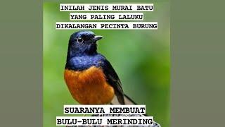 INILAH SALAH SATU MURAI BATU YANG SUARANYA MEMBUAT BULU-BULU MERINDING