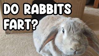 Rabbit Farts The Mystery Unraveled