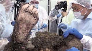 3500-yr-old bear perfectly preserved in ice in Siberia dissected11