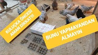 ÇİN BILDIRCINI YUMURTA ALINCA NELER YAPILMALI KULUÇKA ÖNCESİ DİKKAT her yumurta türü için geçerli