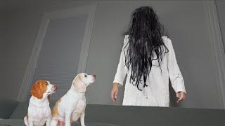 Dogs Give ‘The Ring Girl a Makeover Funny Dogs Maymo & Potpie vs Girl from The Ring Prank