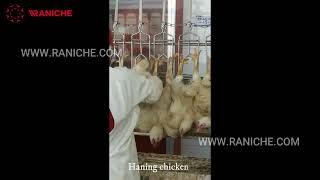 unloading chicken cages and hanging chicken