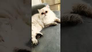 Kedi Videoları - Cat Videos - Flufy nin Bebekleri Olsa Böyli Olurlar Acaba ️