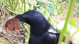 CROW Smashes OUT Sleeping babys  CROW ATTACK  baby bird eaten  bird nest attack