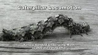 Caterpillar Locomotion A Slow Motion Study