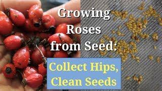 Growing Roses from Seed Collect Hips Clean and Save Seeds