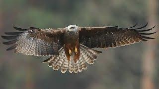 Black Kites in flight- close up