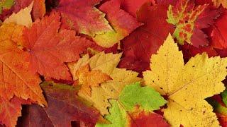 A Beautiful Collection of Fall Foliage and Fungi #fallcolors #autumn