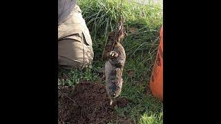 Trapping moles with Trapline Mole Traps