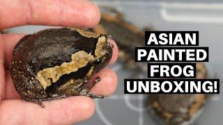 Asian Painted Frog Unboxing From LLLReptile Chubby Frogs - Benjamins Exotics