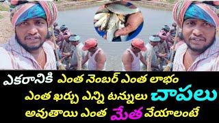 How Much Number Required In Fish Pond  Gk Babu Btech Fish Farmer  Fish Farming Tips In Telugu