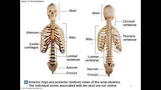 Chapter 7 Axial Skeleton