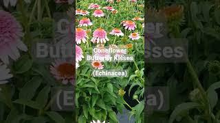 Coneflower Echinacea Butterfly Kisses  Compact Easy 2 Grow Very Colorful Butterfly Magnet