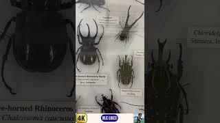 DO YOU KNOW Fascinating Facts about Bugs #shorts