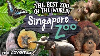 SINGAPORE ZOO TOUR THE BEST ZOO IN THE WORLD?