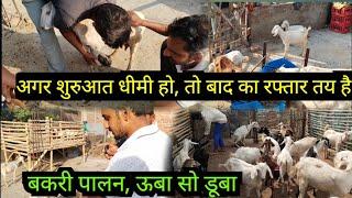 #goatfarming #bakripalan बकरी पालन पहले बुझे फिर जूझे कम संख्या से करें शुरुआत #umesh #bakri