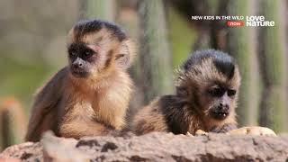 ⓸ Чико - малыш капуцин  Chico the Baby Capuchin