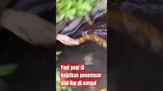 Penemuan ular di sungai