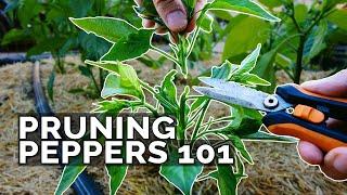 Pruning Pepper Plants 101 Is It Even Necessary?