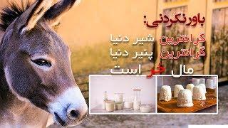 بعد از دیدن این ویدیو دنبال شیر خر سرگردان خواهید بود - فوکس پلاس  Focus Plus