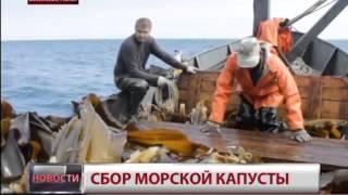 Заготовка морской капусты в Хабаровском крае. Новости. GuberniaTV