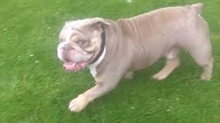 English Bulldog  babe George. @DogtrainersUK