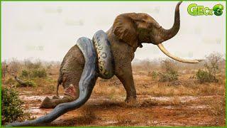 30 Moments Stupid Python Hungry with the Wrong Rival What Happens Next?  Wild Animal Hunting Epic