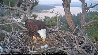 Shadow brings a twig FOBBV CAM Big Bear Bald Eagle Live Nest - Cam 1  Wide View - Cam 2